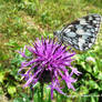 Marbled White.