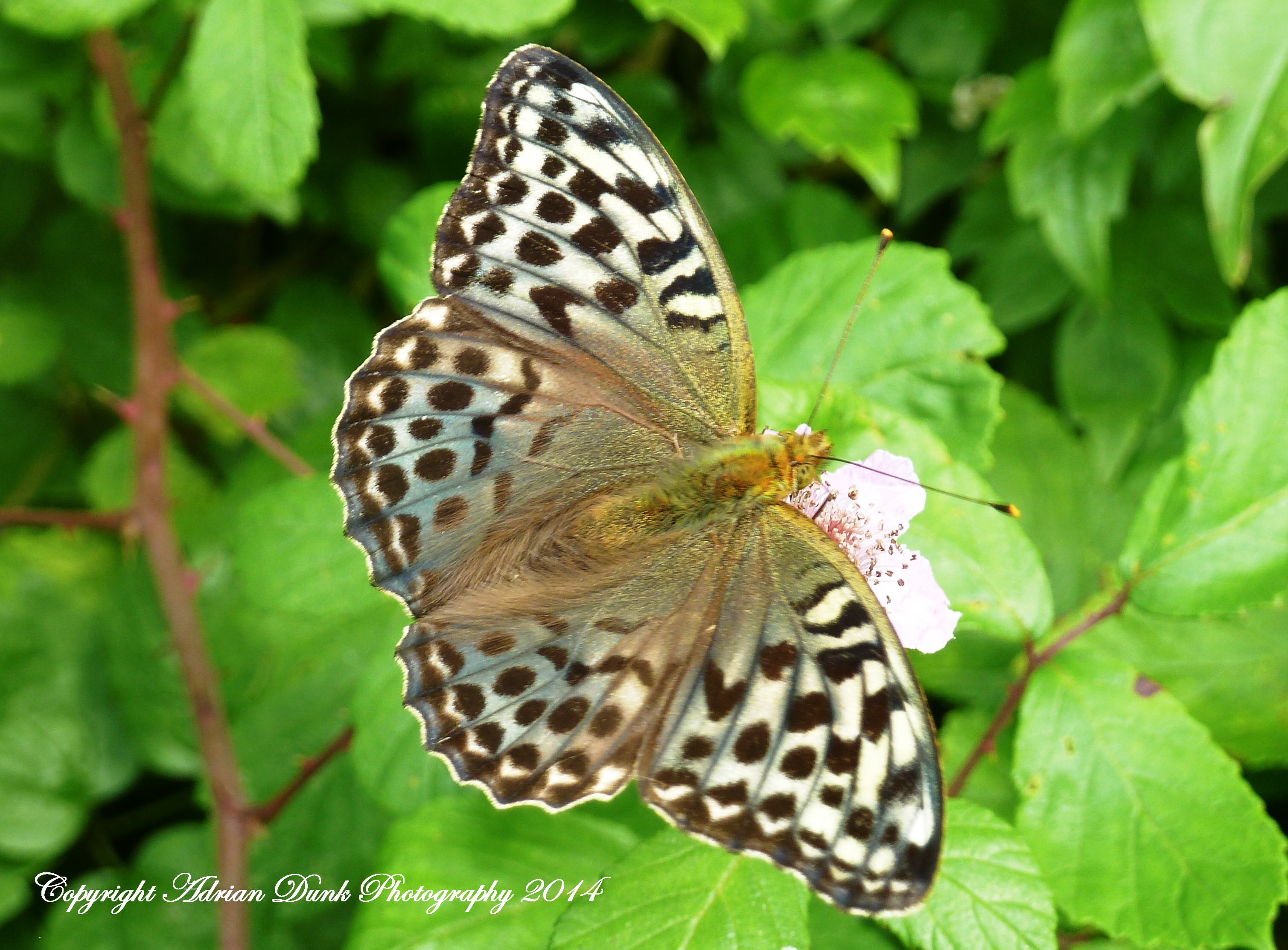 Silver-washed Fritillary.