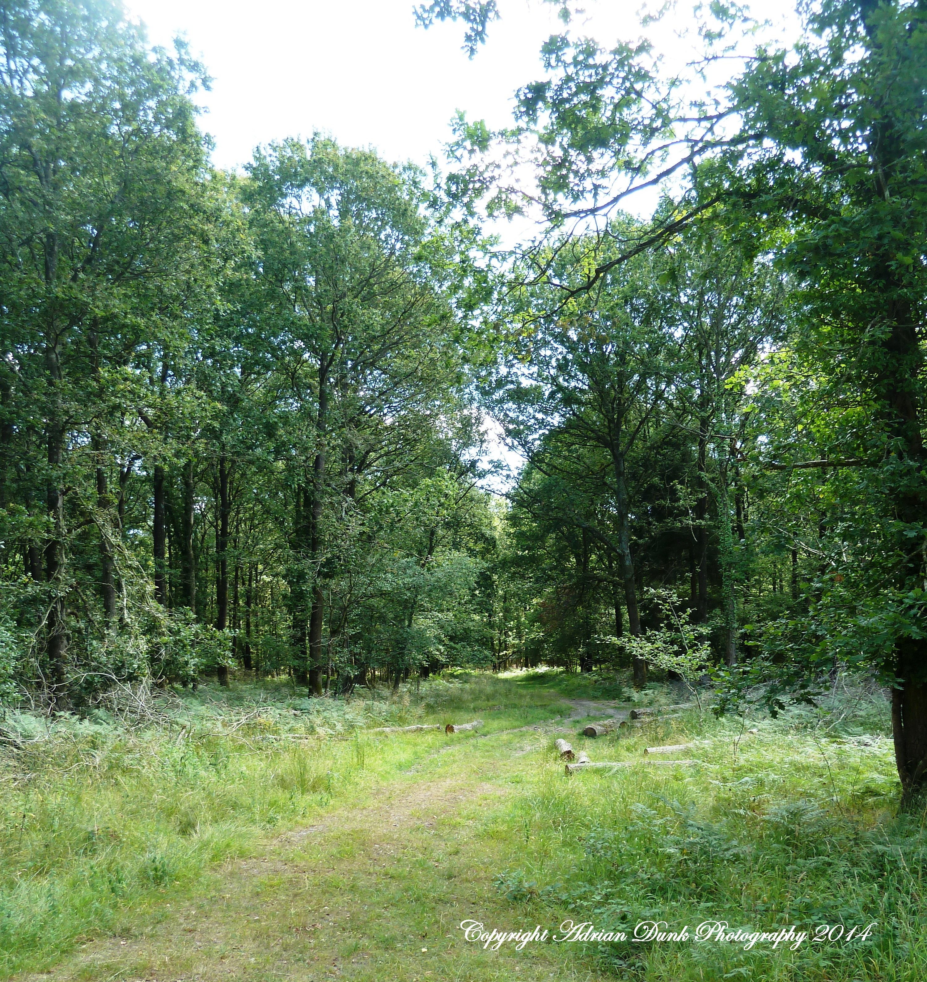 Bentley Wood - Wiltshire.