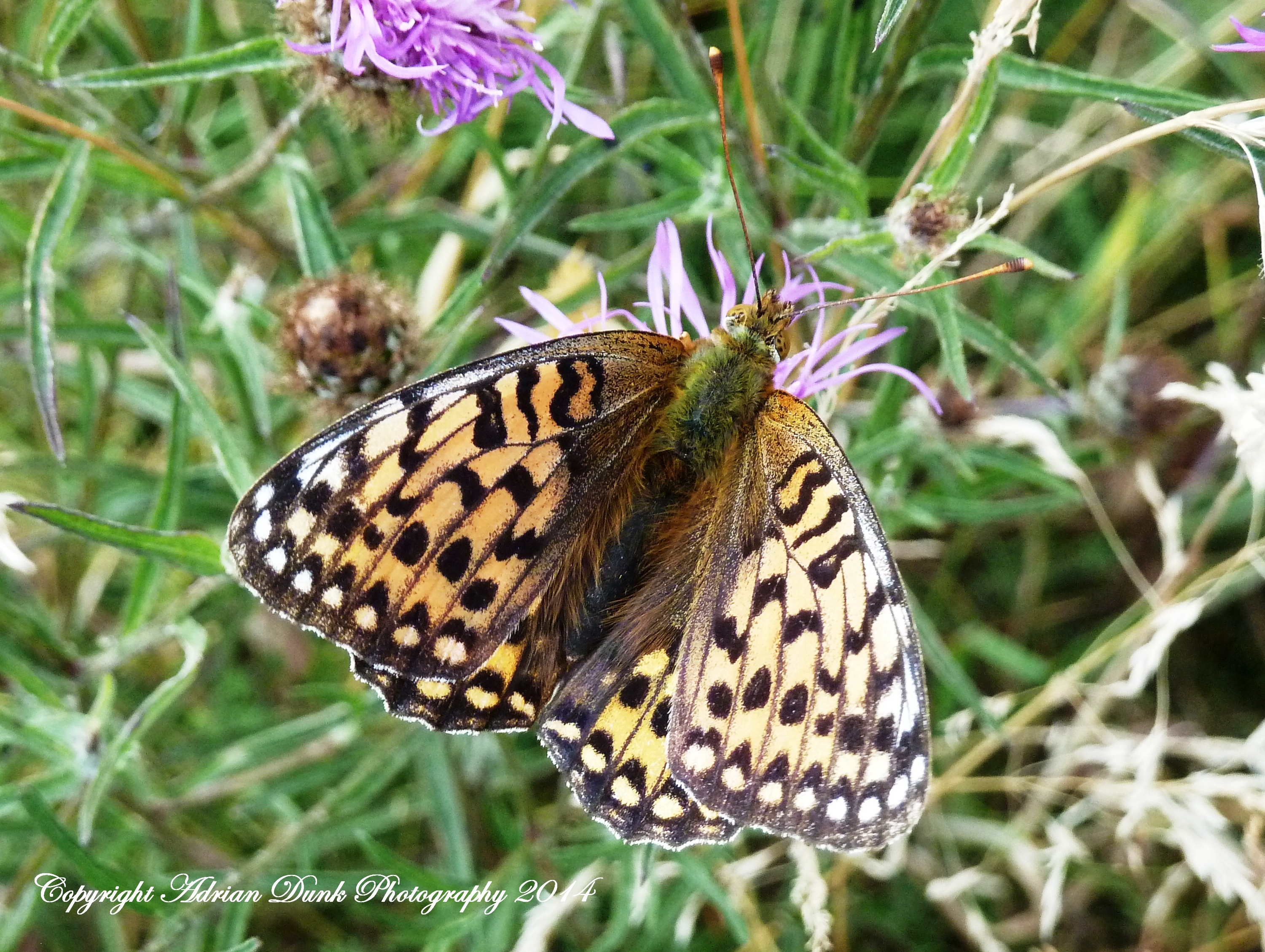 Dark Green Fritillary.