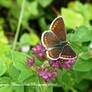 Brown Argus.