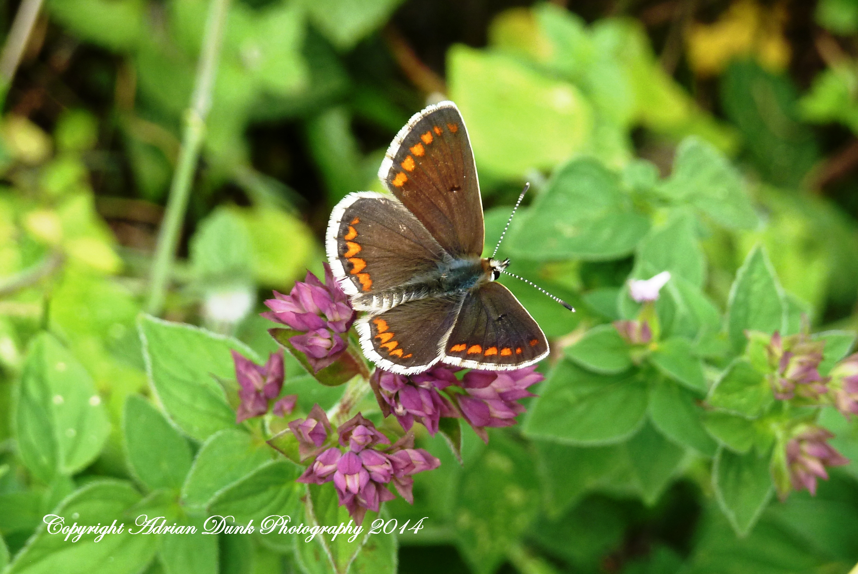 Brown Argus.