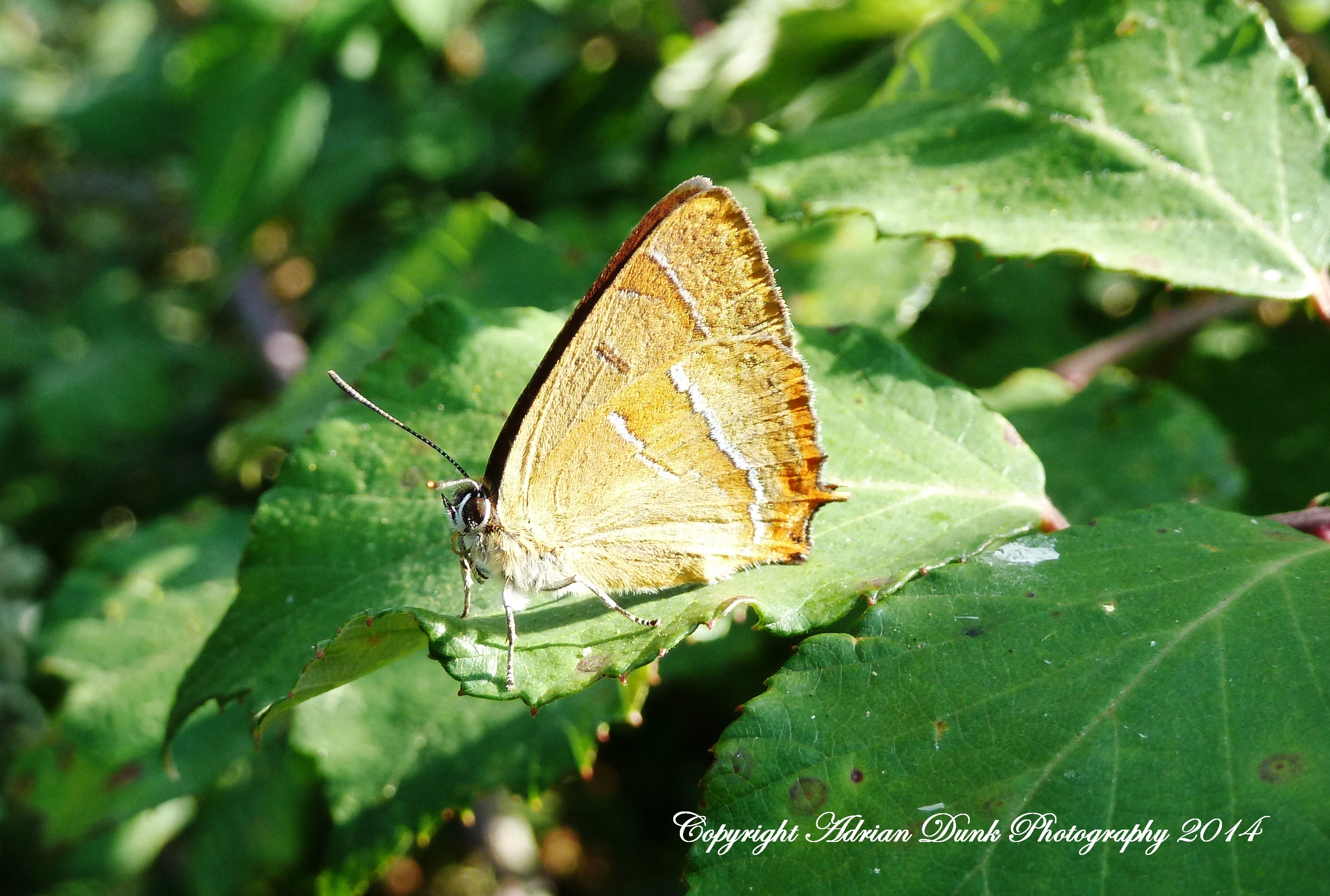 Brown Hairstreak.