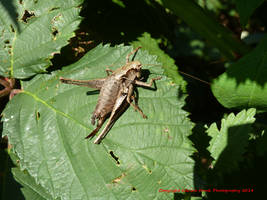 Dark Bush-cricket