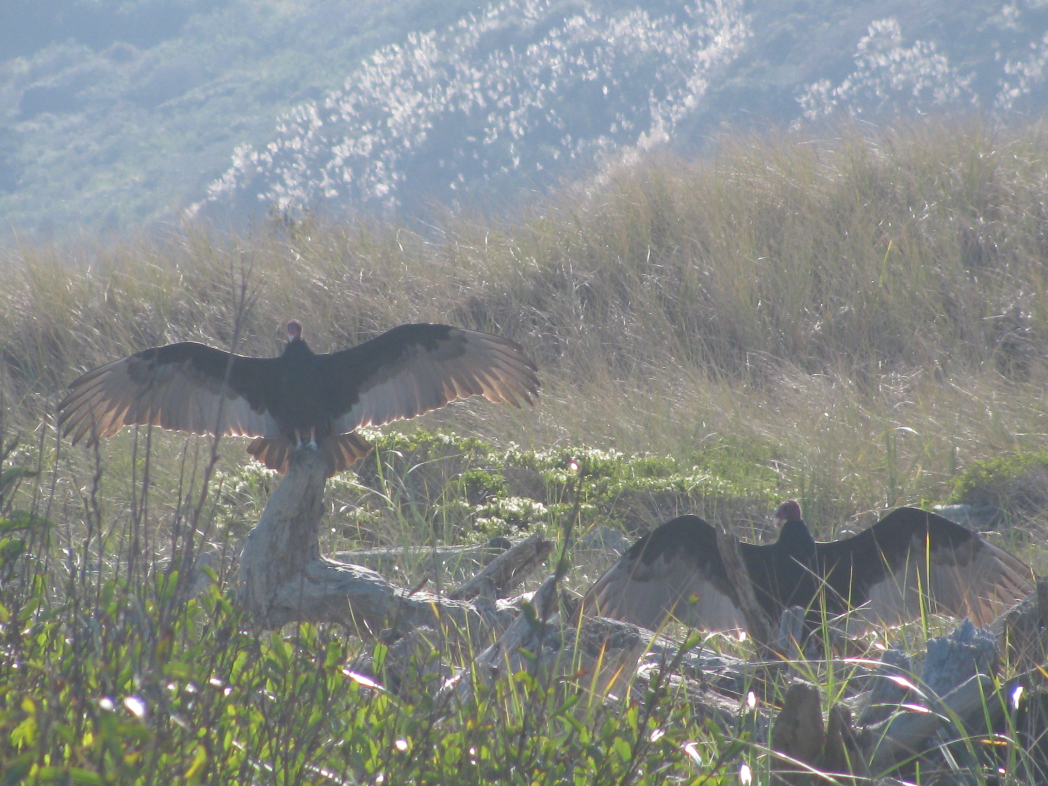 Turkey Vultures