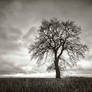 alone tree