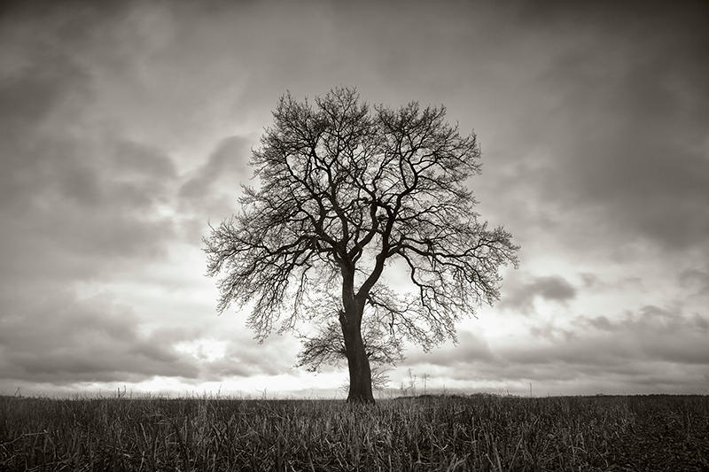 alone tree by BelcyrPiotr