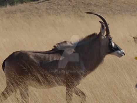 Sable Antelope Botswana Africa