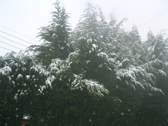 Snowy Trees