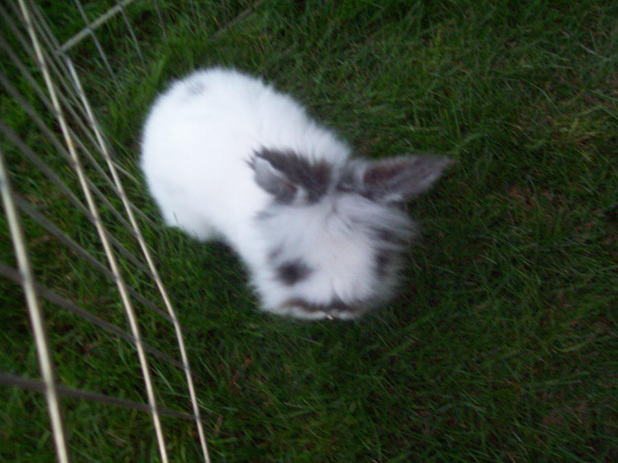 Ulacies Rabbit Alice's Rabbit by FissionVision on DeviantArt