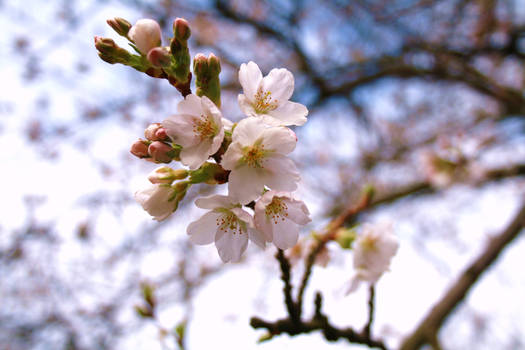 spring blossoms