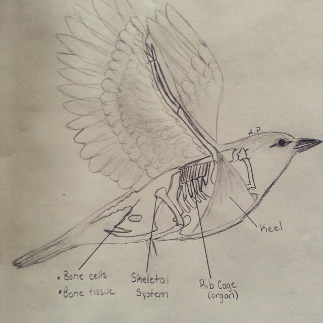 Bird Diagram by cartoonienala on DeviantArt