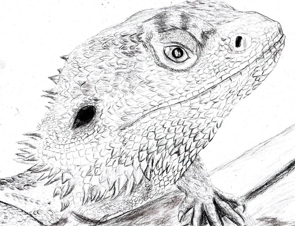 Bearded dragon (Pogona vitticeps) by Spynder4 on DeviantArt