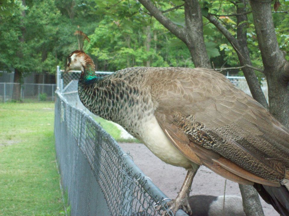 Female Peacock