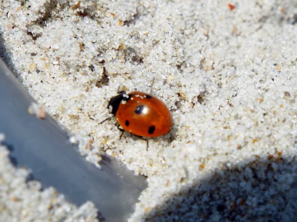 Ladybug