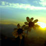 wonderful world