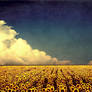 sunflower fields