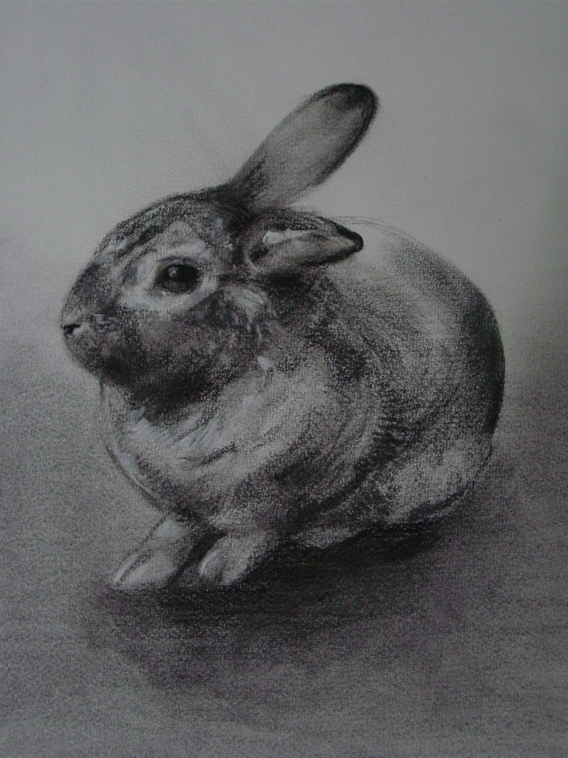 Study Rabbit 180708