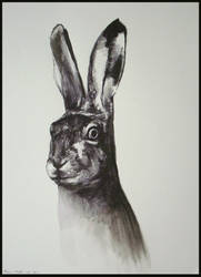 Hare - 25112011 by AEnigm4