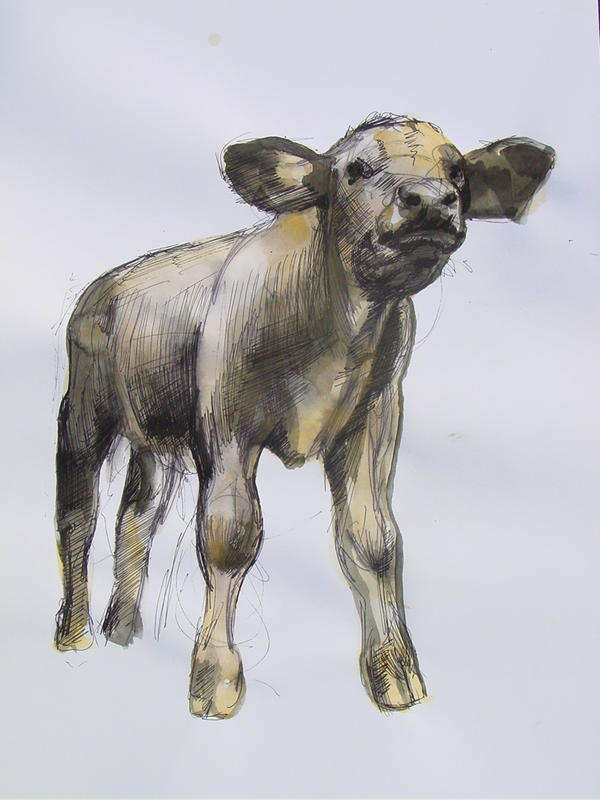 Cow 140407