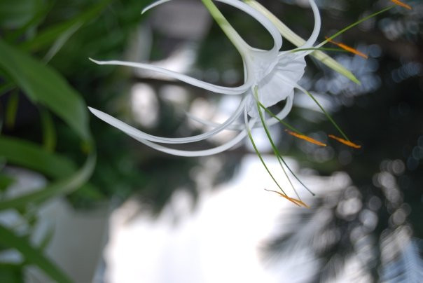 Spider Lily