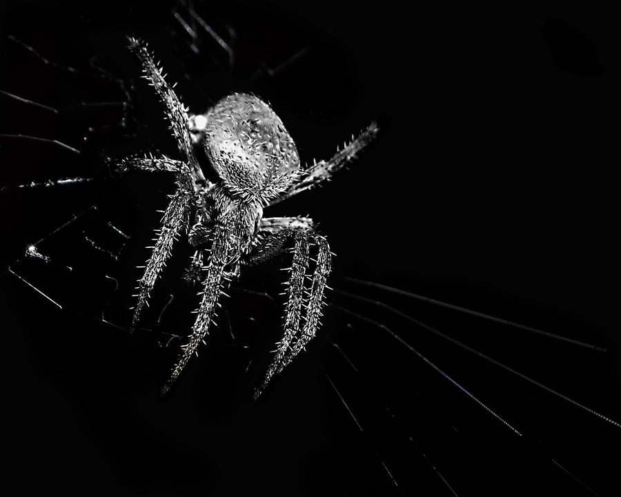 Spider