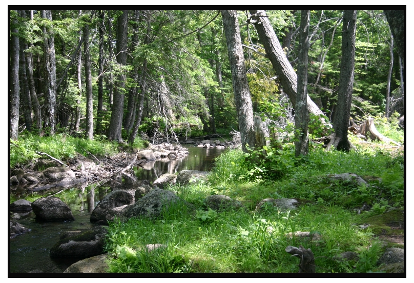 Fraser's Lake Ravine