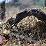 Root Archway