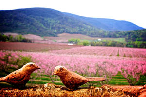 Peach orchard at blossom time