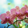 Three orchids