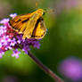 Moth and flower