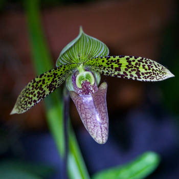 Purple pitcher orchid