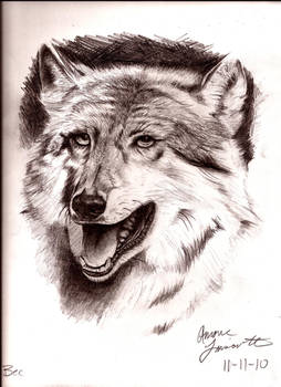 Wolf