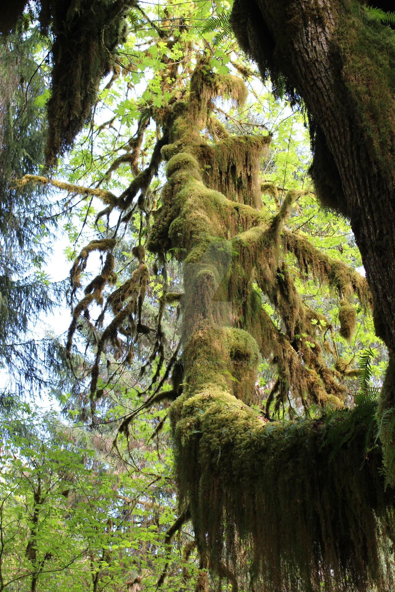 Hoh more Moss trees 7