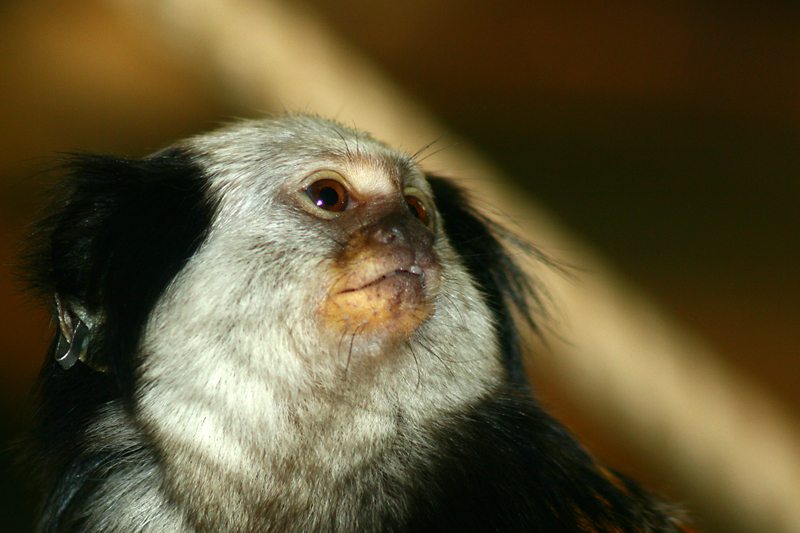 Marmoset