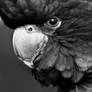 Black Cockatoo Portrait