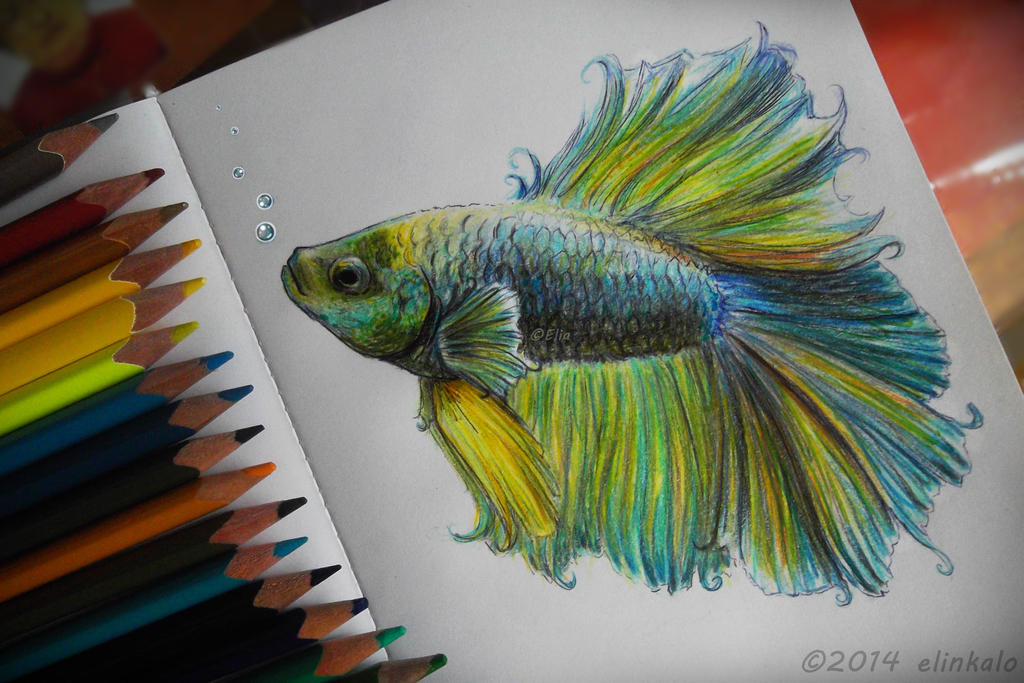 Two Fish Beta Ink Beta Fish by EliaPigeon on DeviantArt