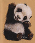 Panda by EliaPigeon