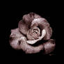 grainy rose