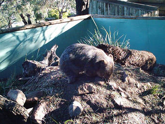 3-07-04 Wombat