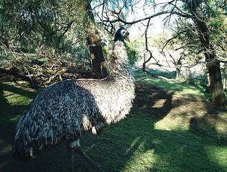 3-07-04 Emu