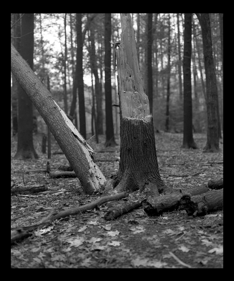 Morning Walk :: Red Pine