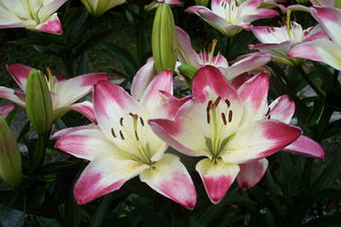 Uncle Bill's Lillies