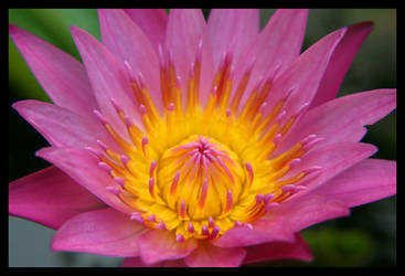 Water Lily