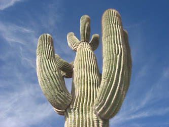 Cacti in Yuma AZ