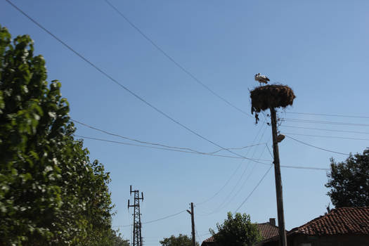 two storks