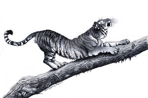 Tiger Ink Drawing