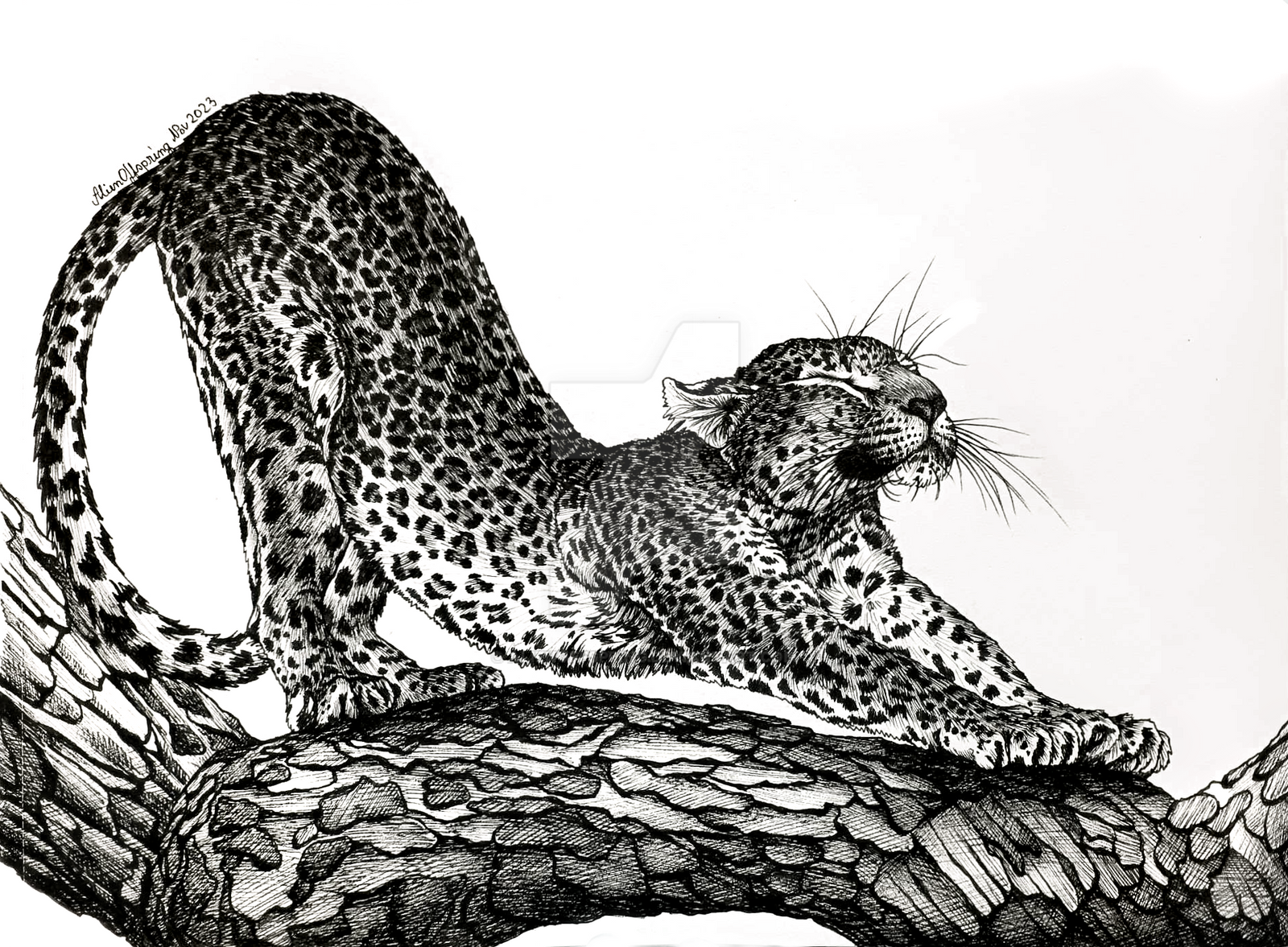 Leopard Slinking Drawing Stretching Leopard by AlienOffspring on DeviantArt