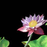 Water Lily