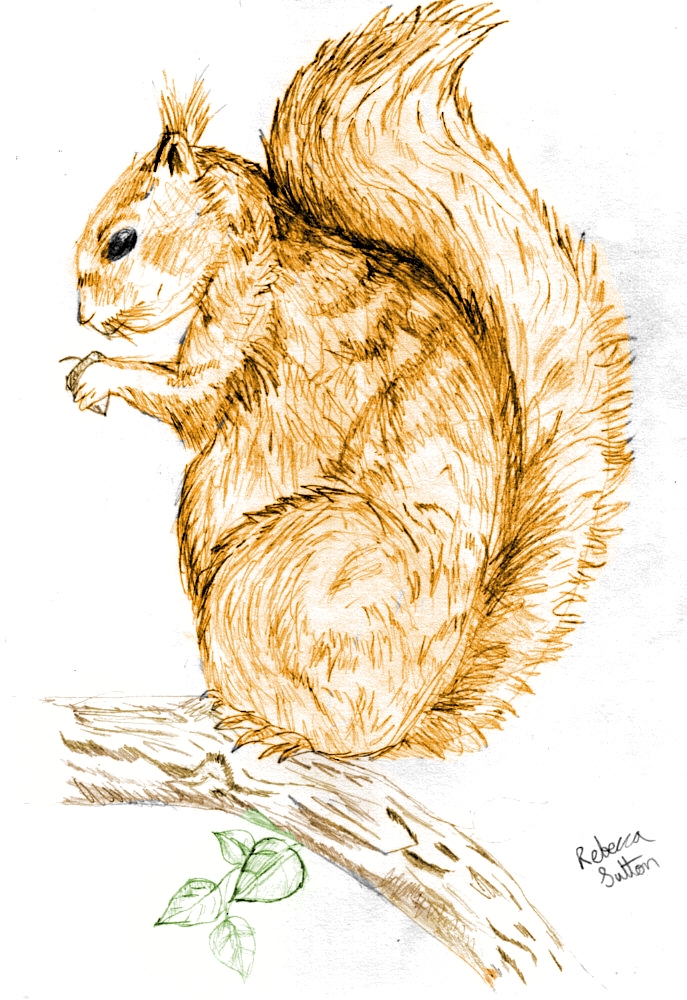 Red Squirrel